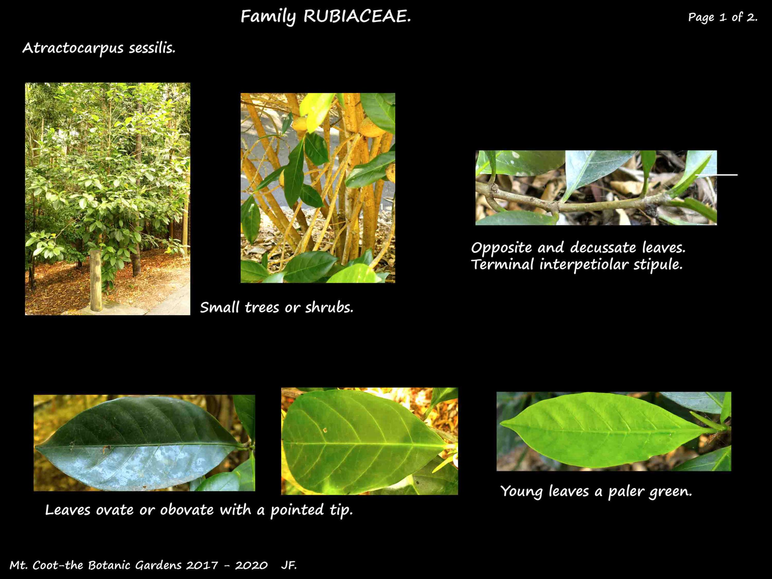 1 Atractocarpus sessilis leaves